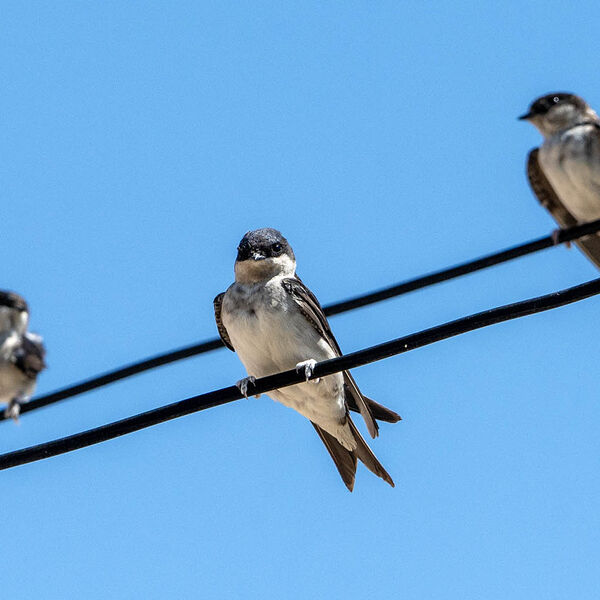 House Martins, migration