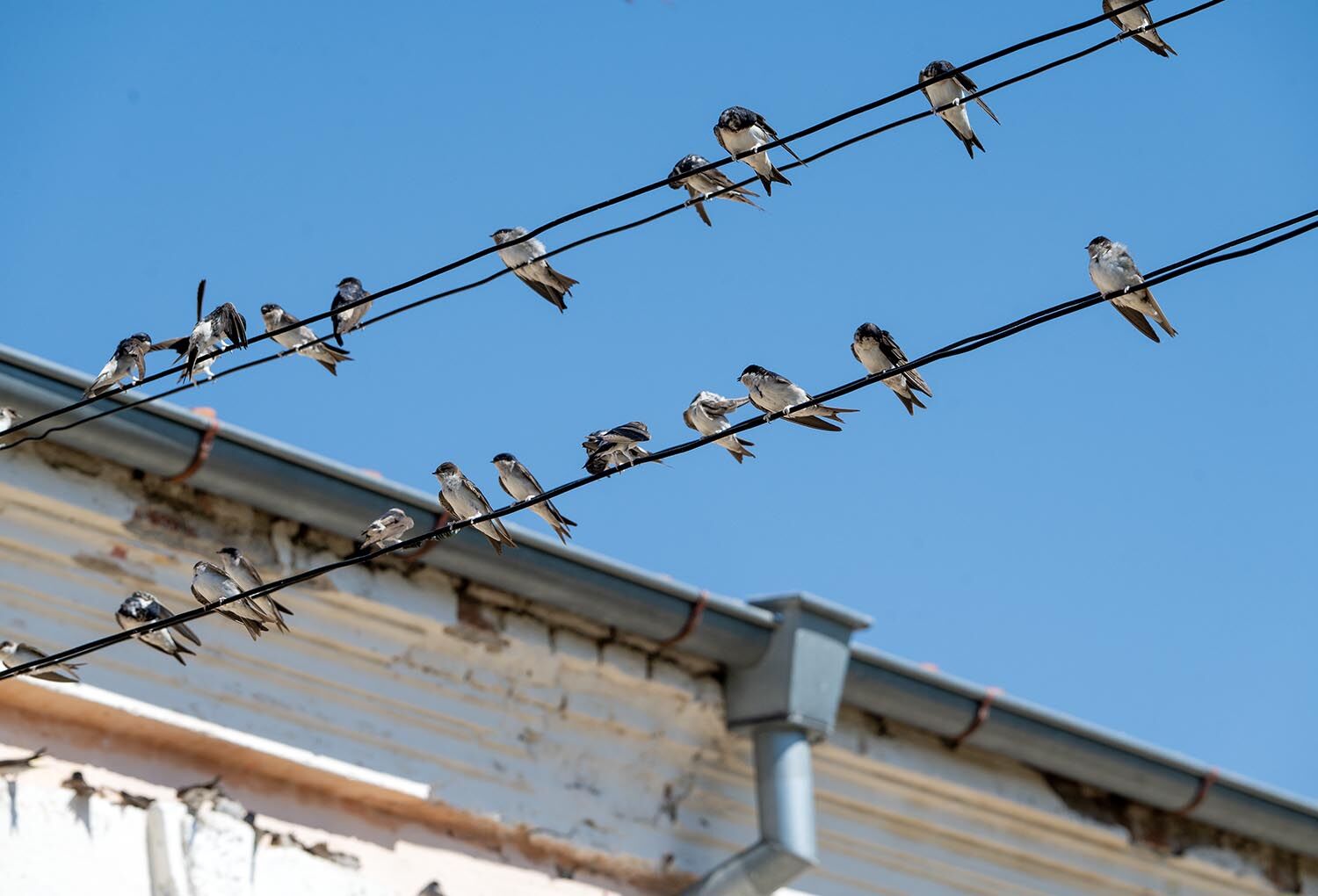 House Martins
