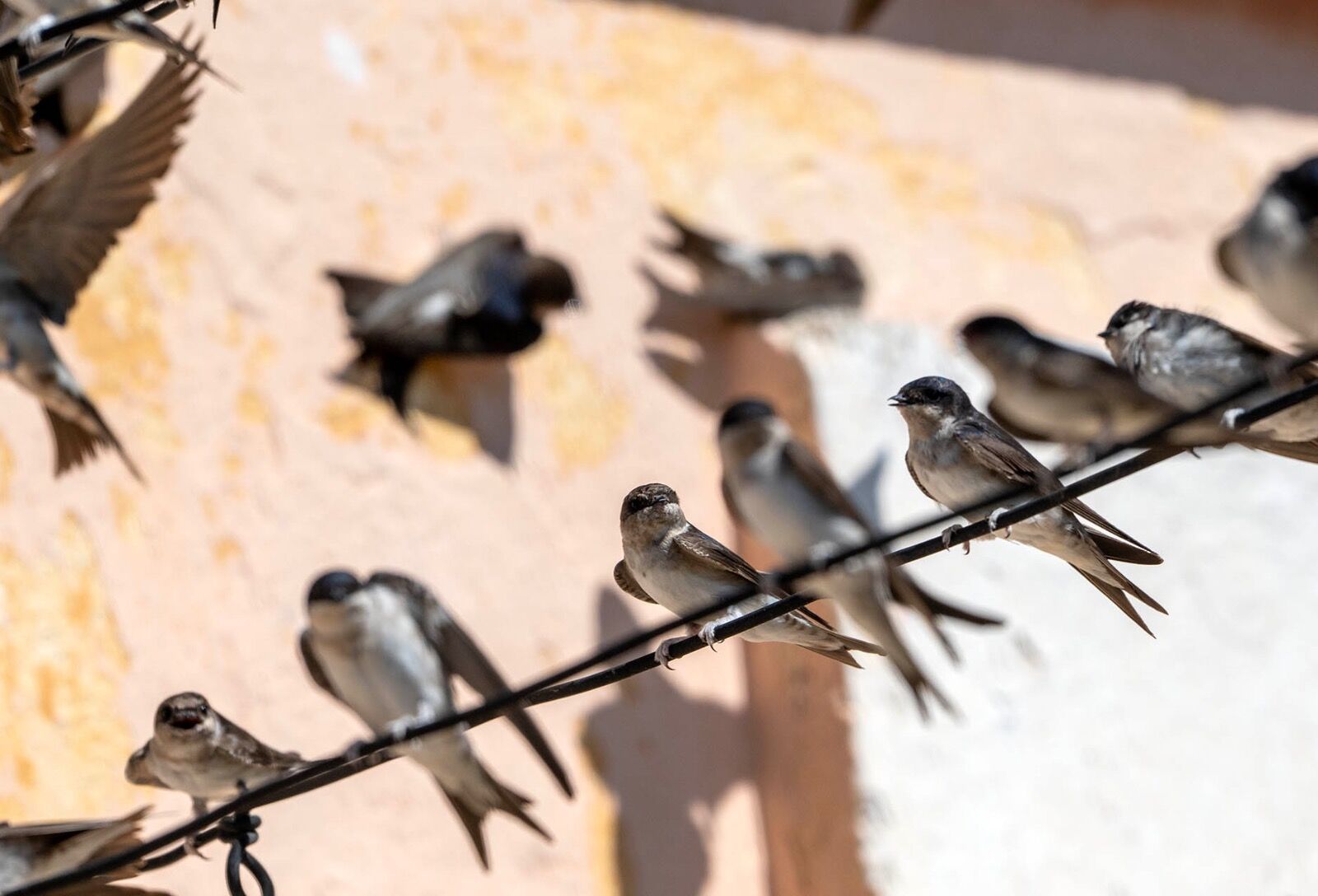 House Martins