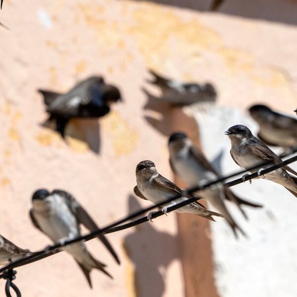 House Martins