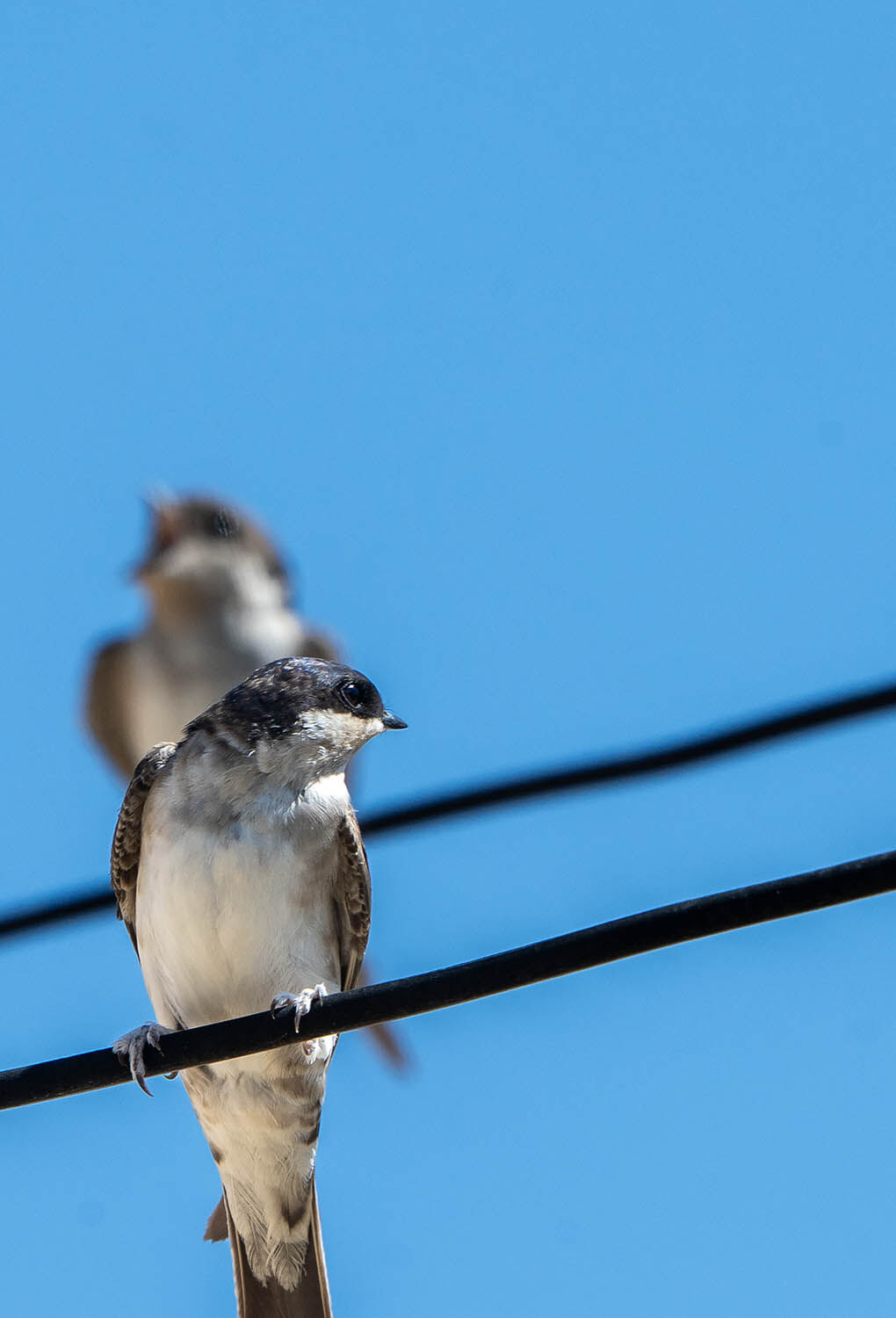 House Martins