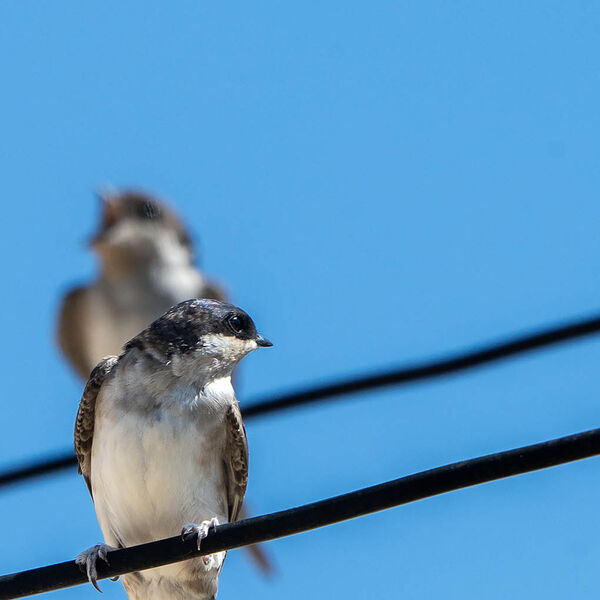House Martins