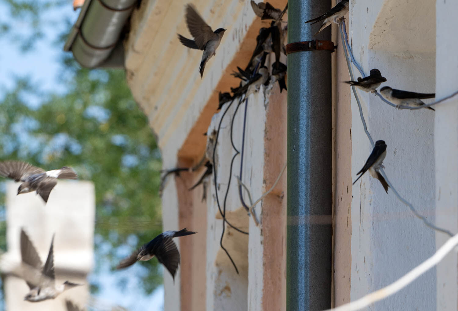House Martins
