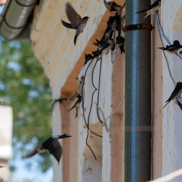 House Martins