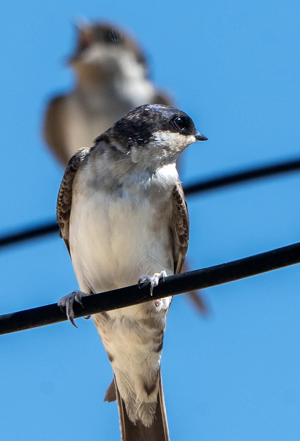 House Martins migration