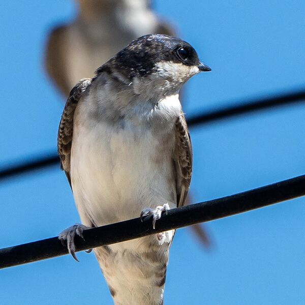 House Martins migration
