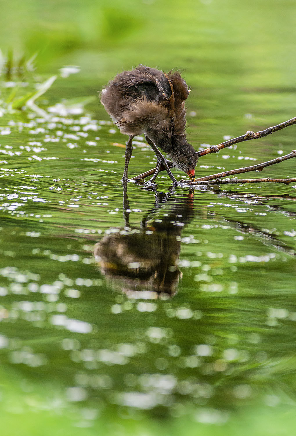 Moor hen reflection