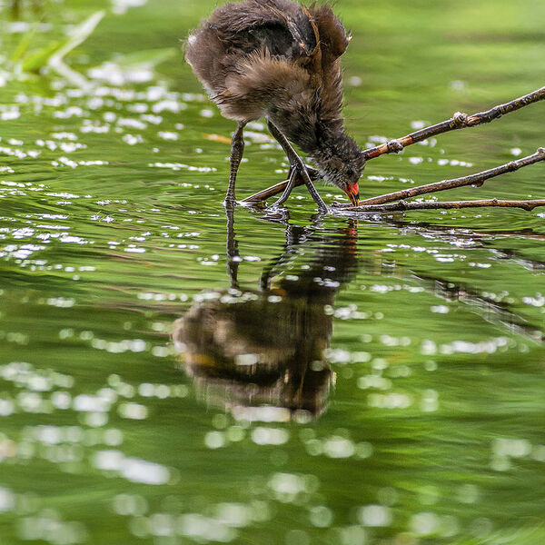 w moor hen pond babies 3183 c