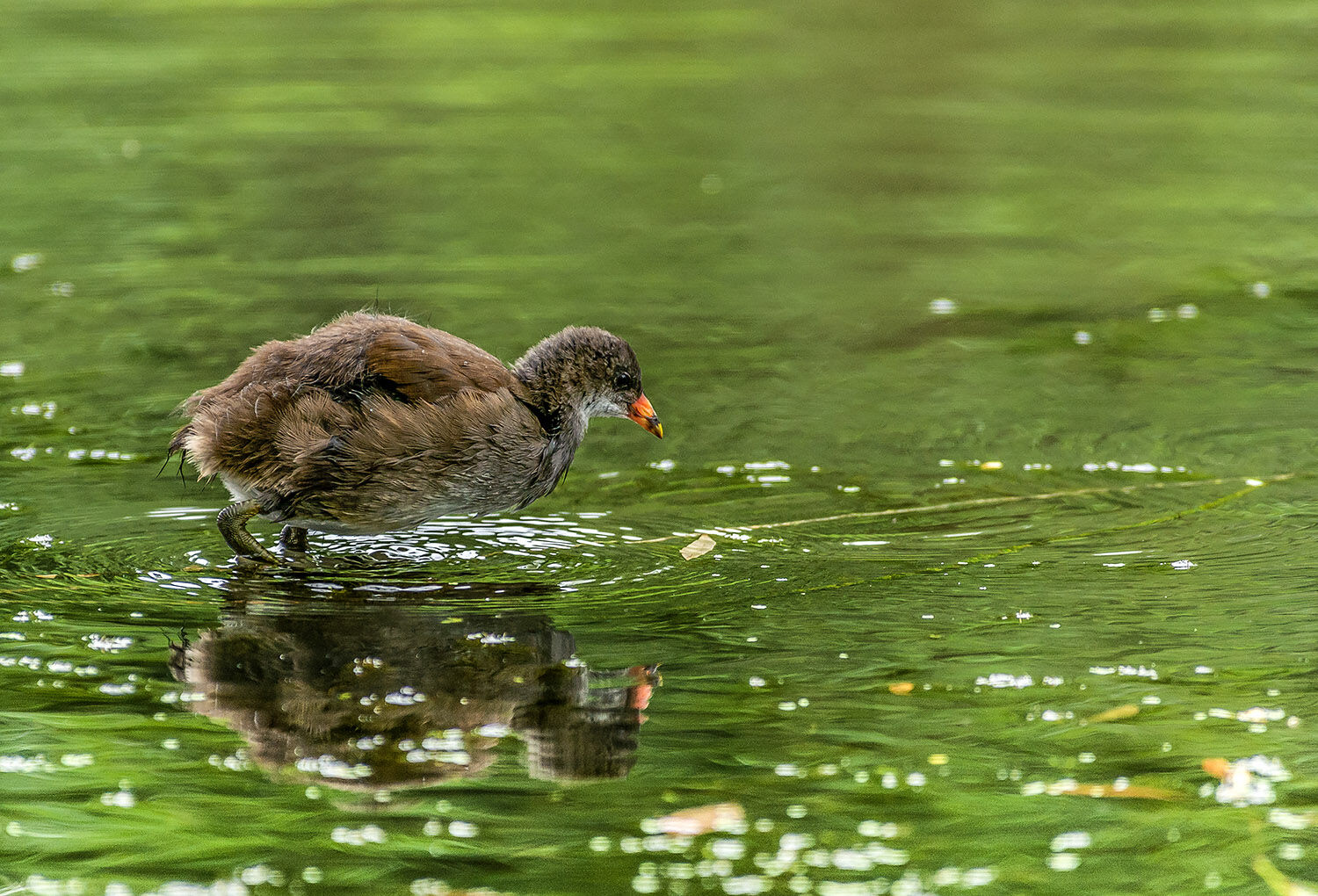 Baby Moorhen reflection
