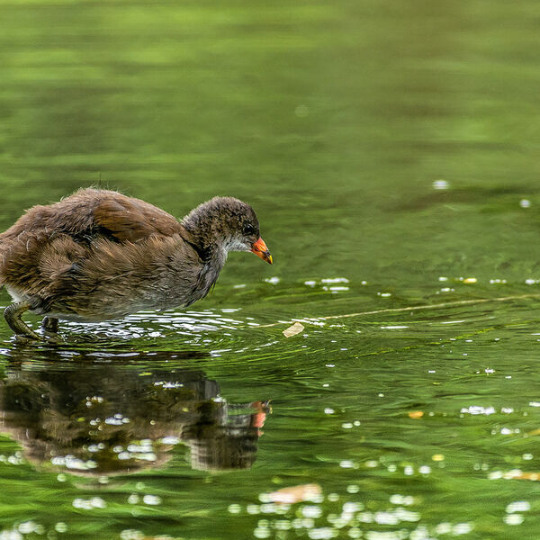 Baby Moorhen reflection
