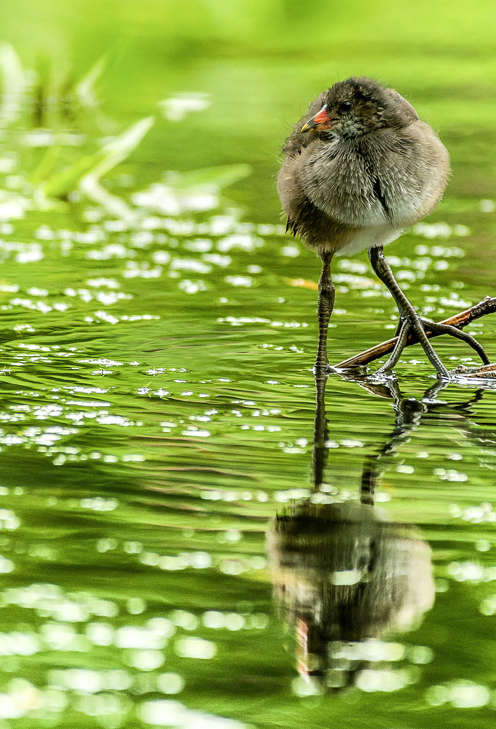 Moorhen reflection