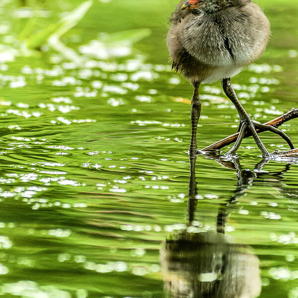 Moorhen reflection
