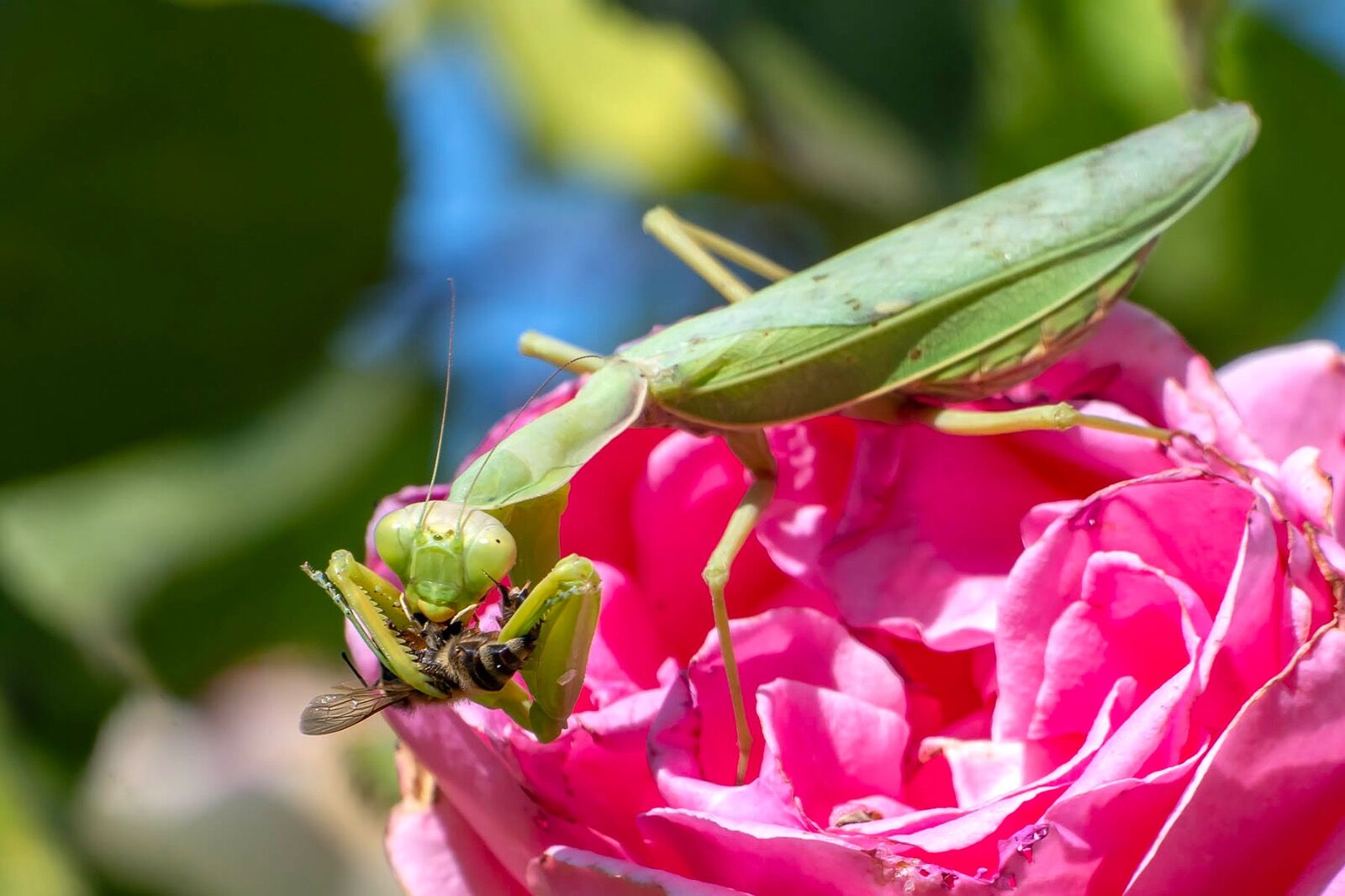 Praying mantas on pink flower