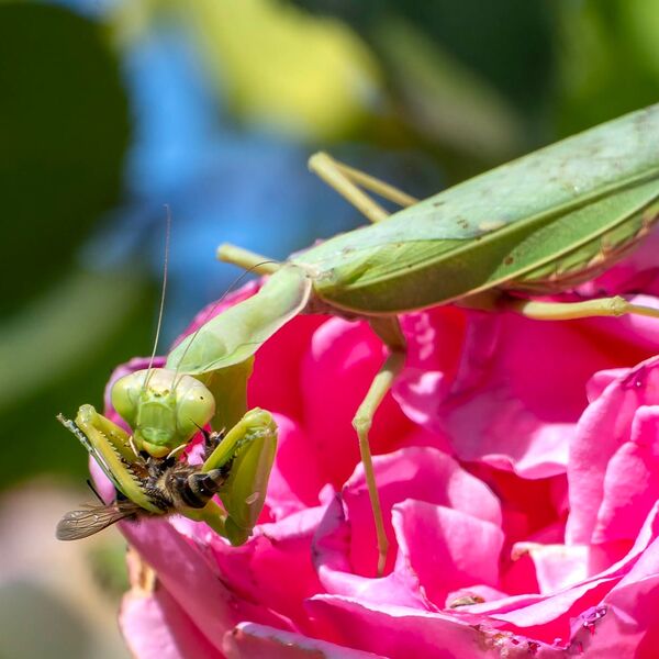 Praying mantas on pink flower