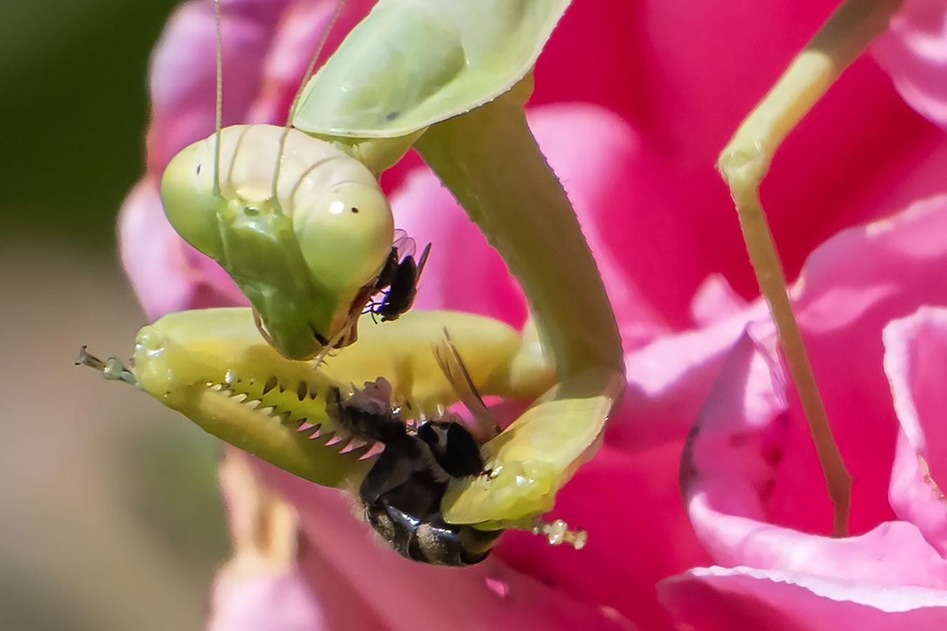 Lunch time Pray Mantis