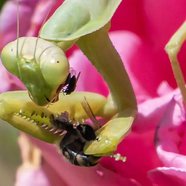 Lunch time Pray Mantis