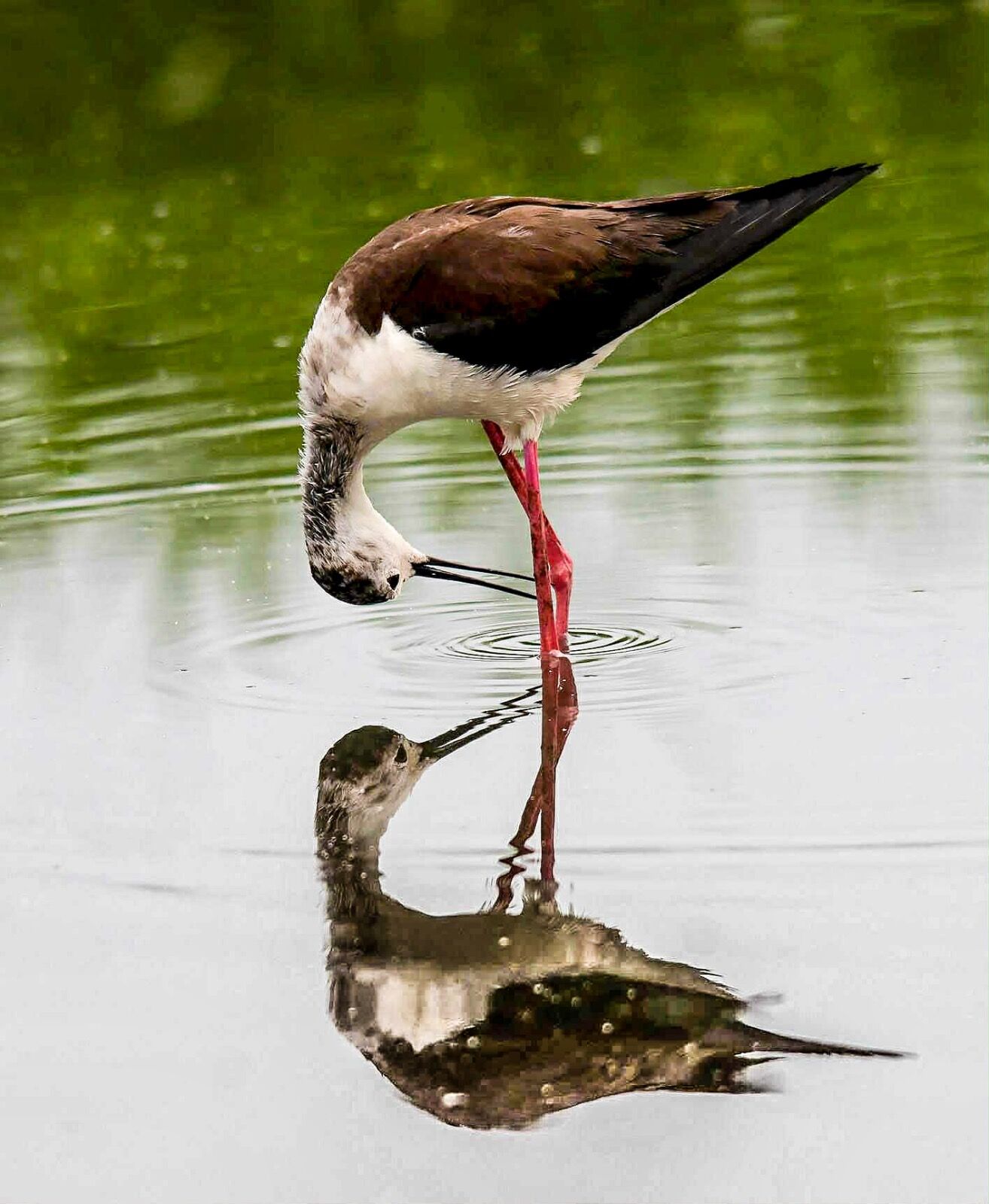 Red legged wader