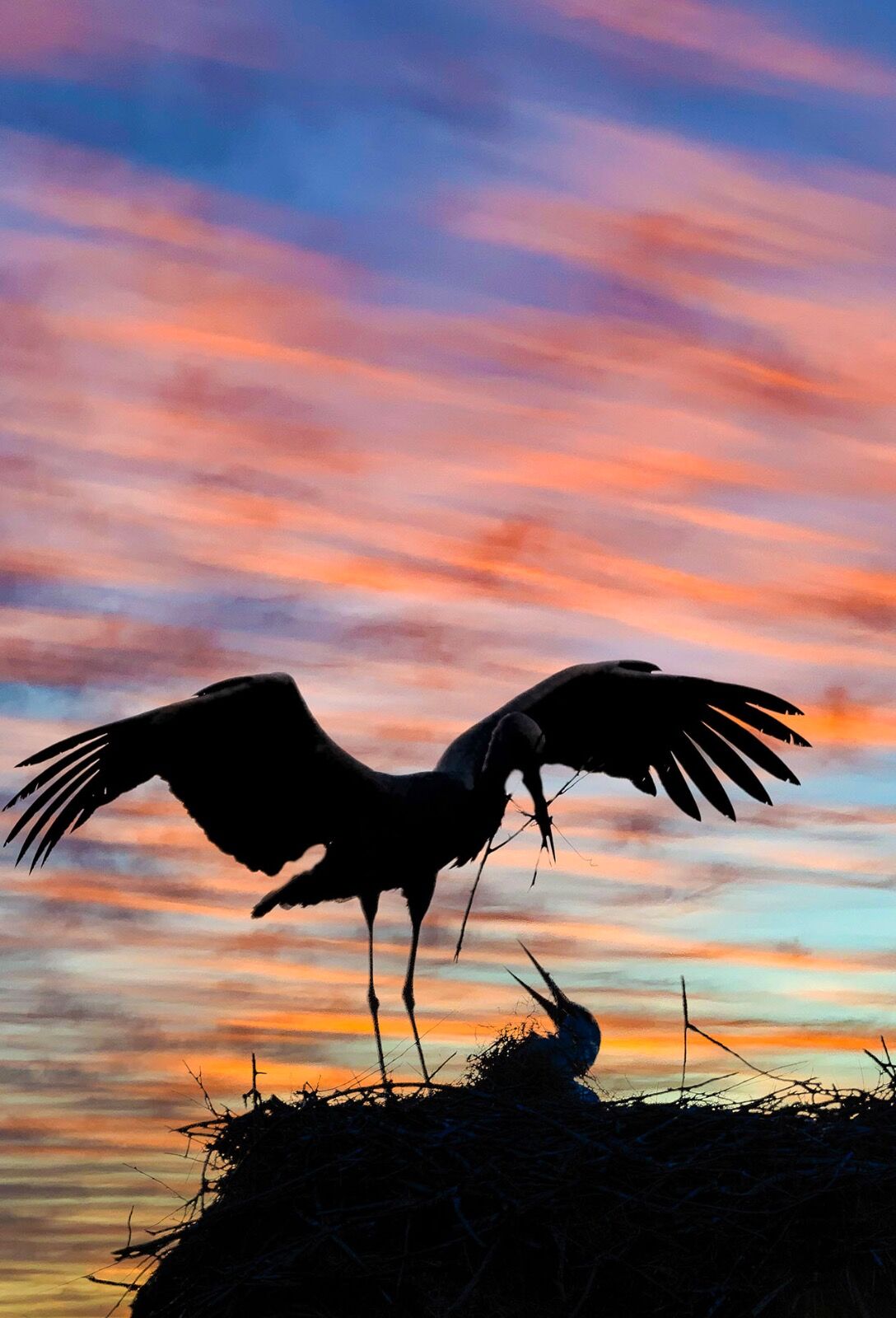 White stork sunset 4849