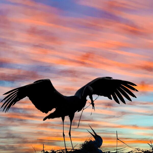 White stork sunset 4849