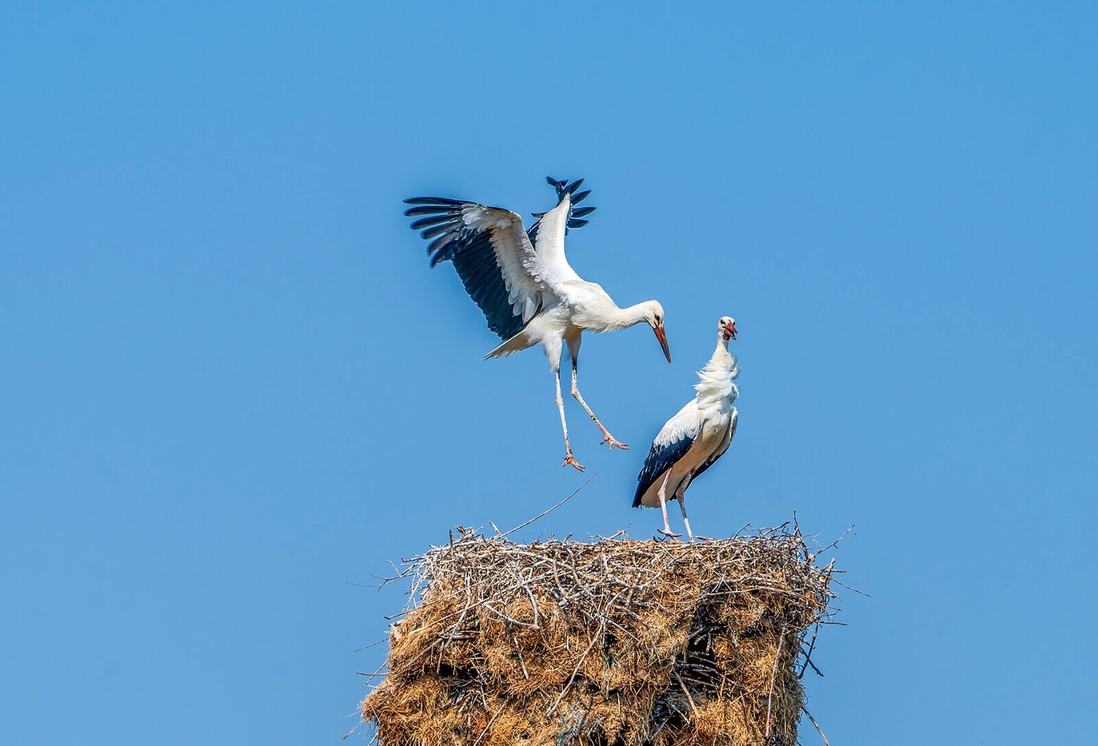 White Stork's