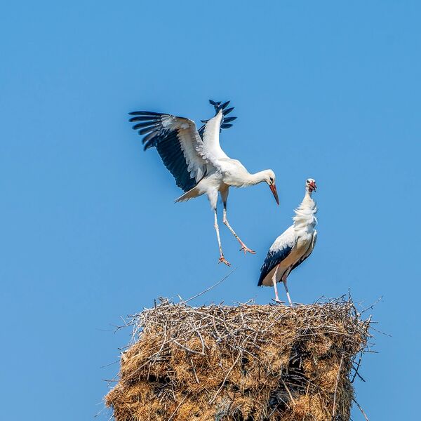 White Stork's