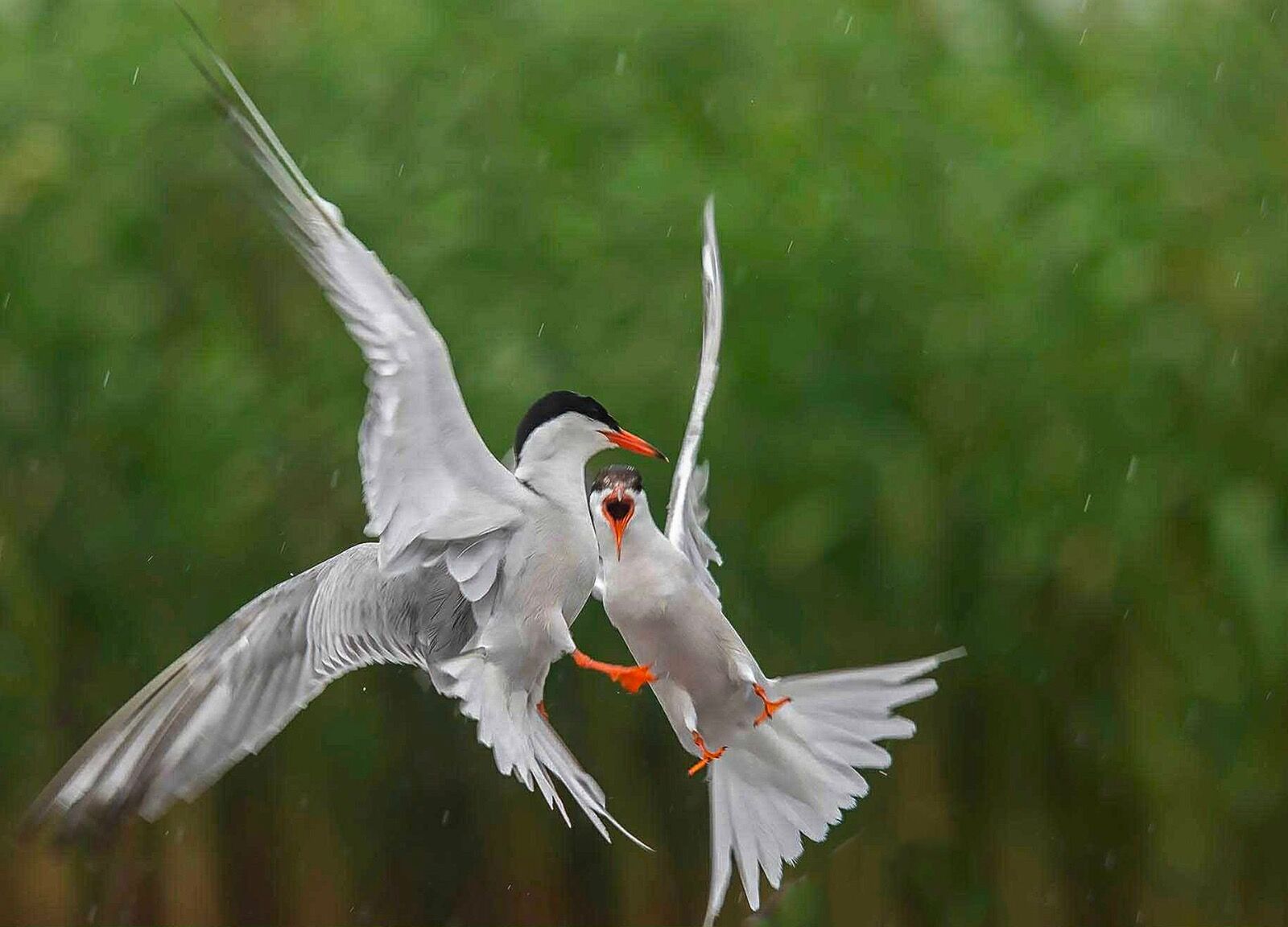 Terns flight