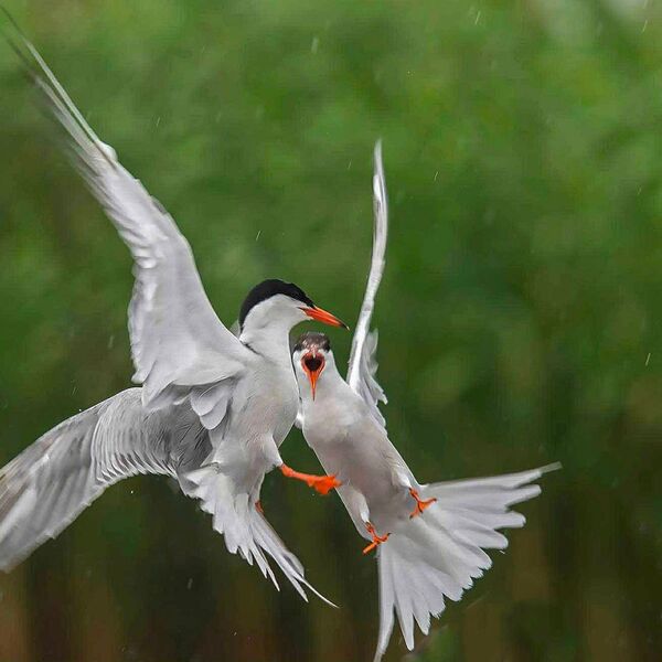 Terns flight