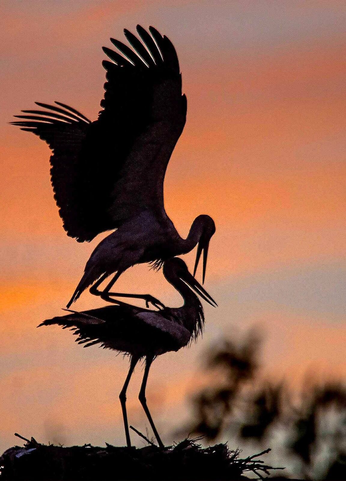 Sunset Storks