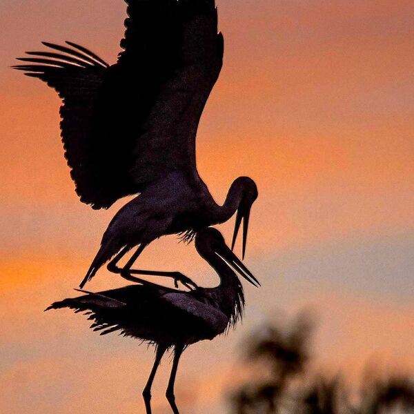 Sunset Storks