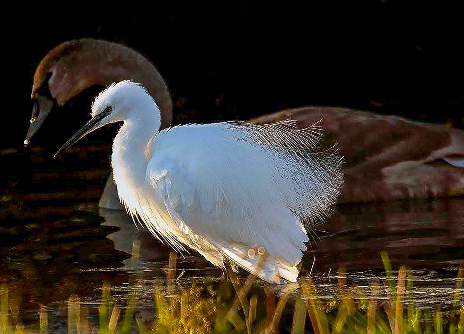 Little Egret and young Swan
