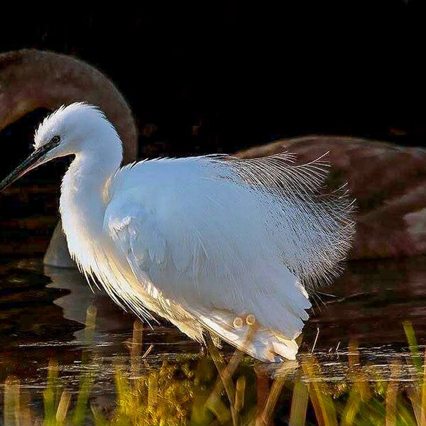 Little Egret and young Swan