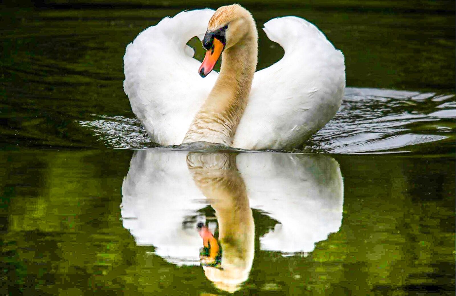 Mute Swan water reflection