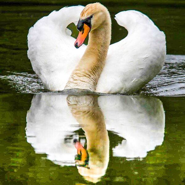 Mute Swan water reflection
