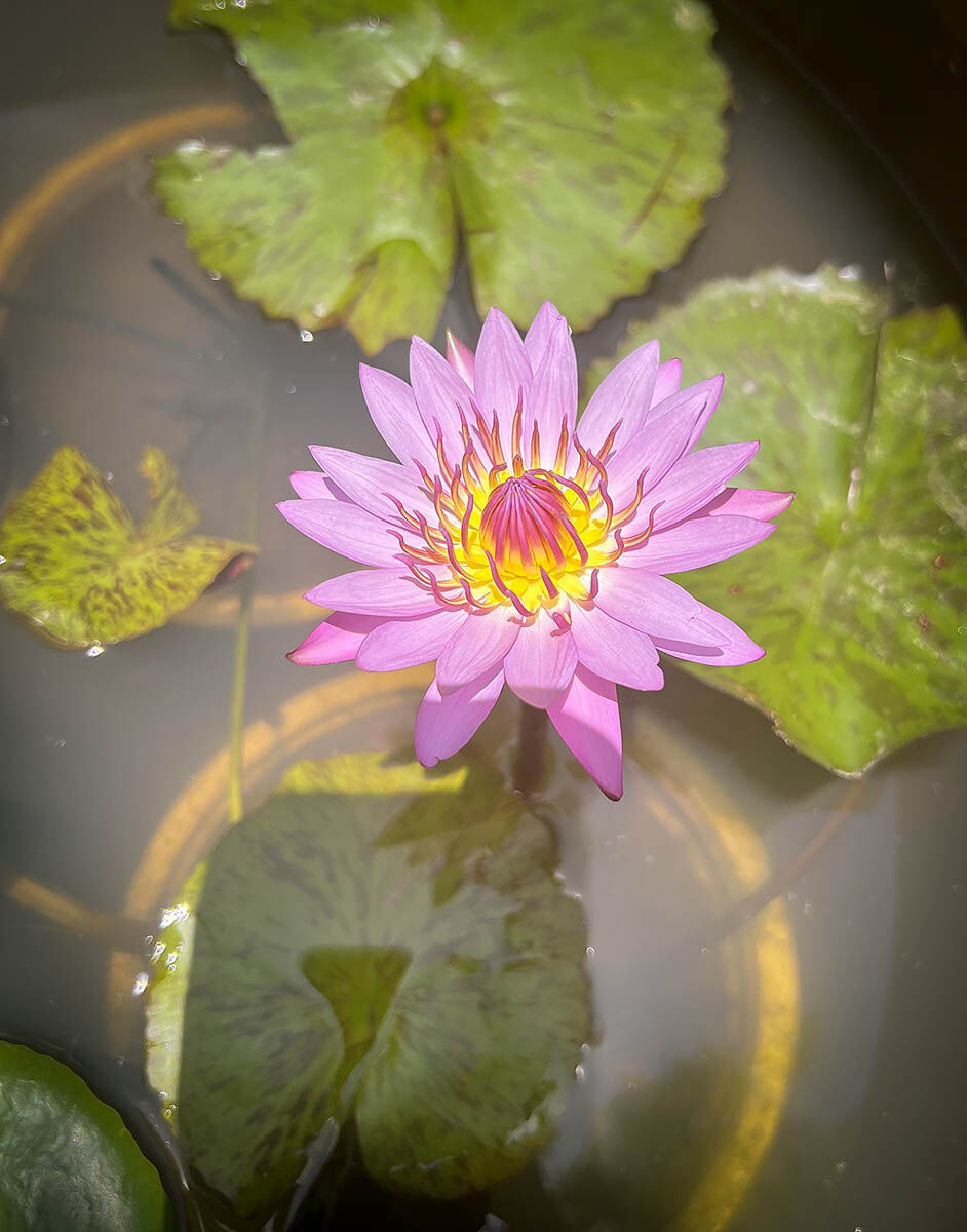 Vietnam flowers