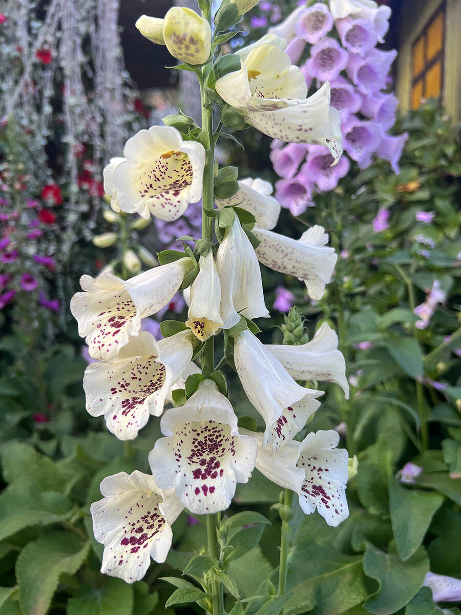 Vietnam flowers