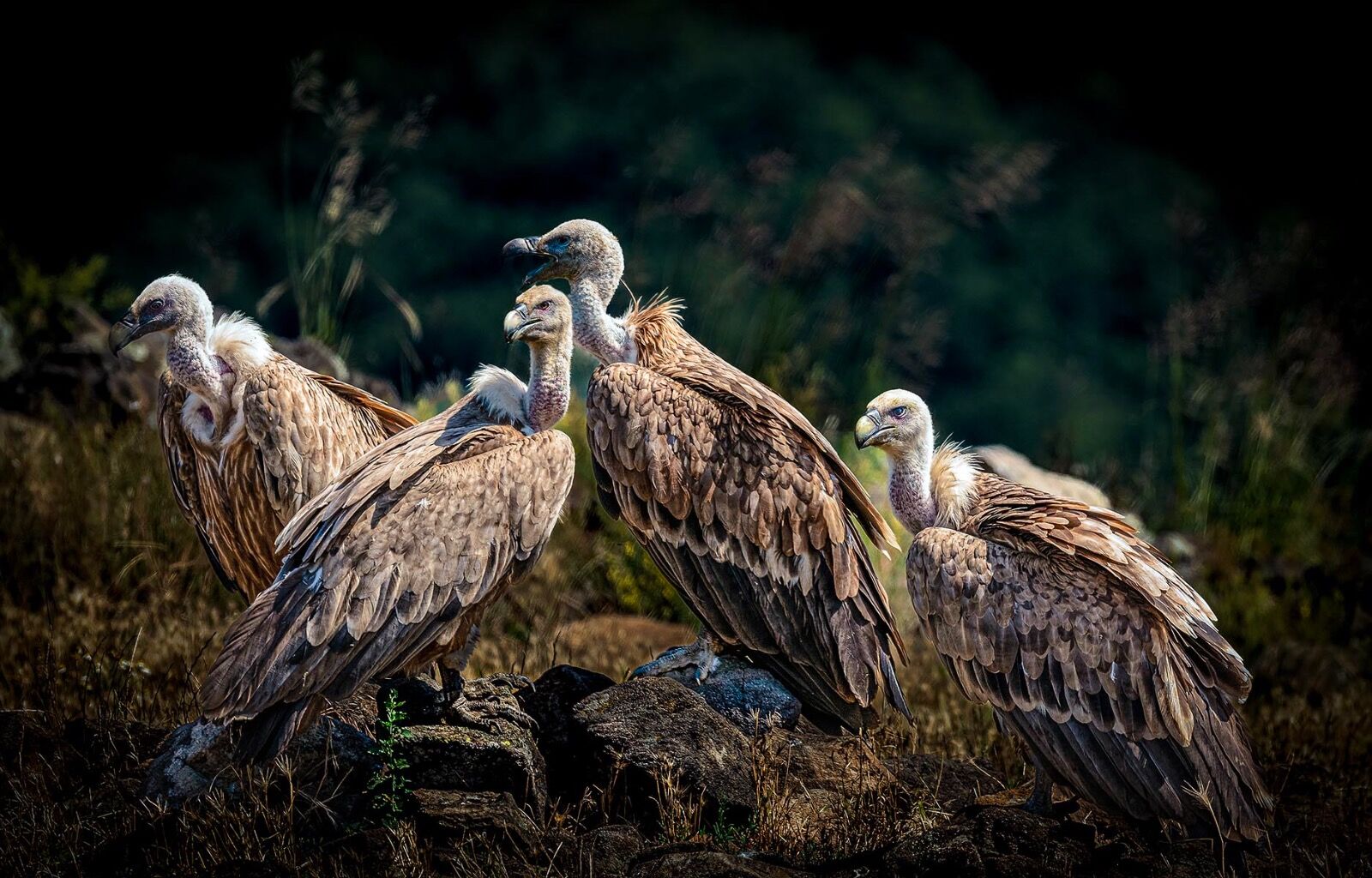 Griffon Vultures