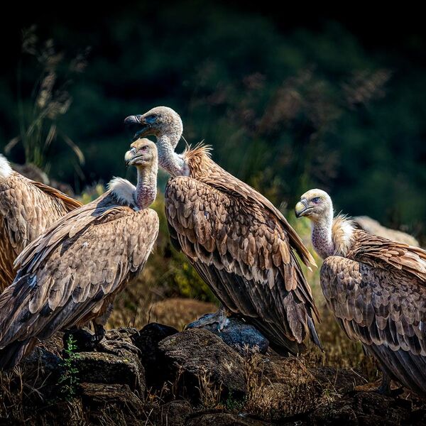 Griffon Vultures