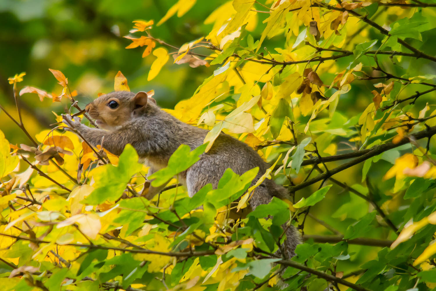 w woodland autumn Melton Mowbrey squirrel 6943