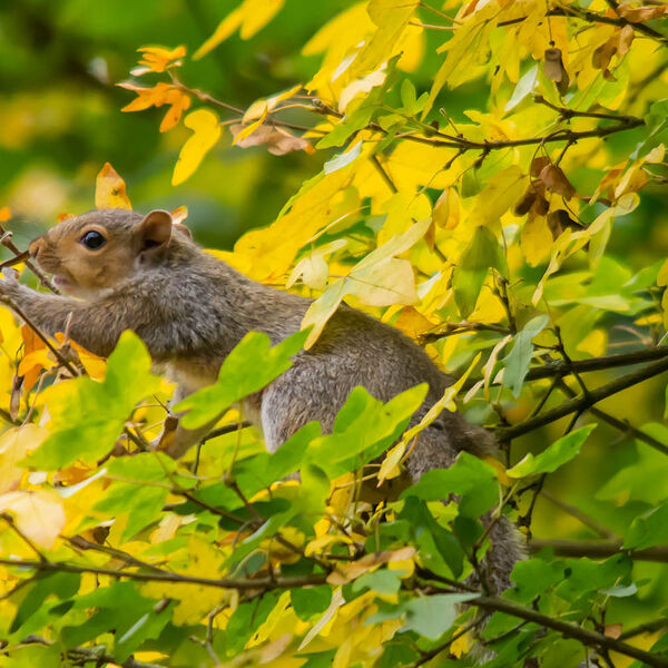 w woodland autumn Melton Mowbrey squirrel 6943
