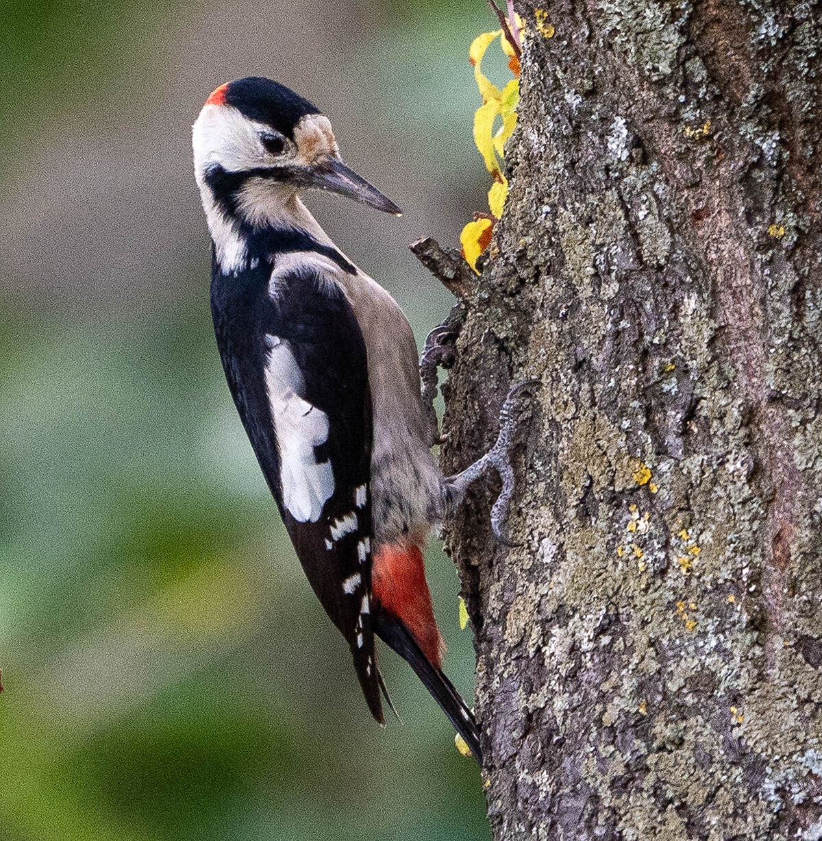 Great spotted woodpecker