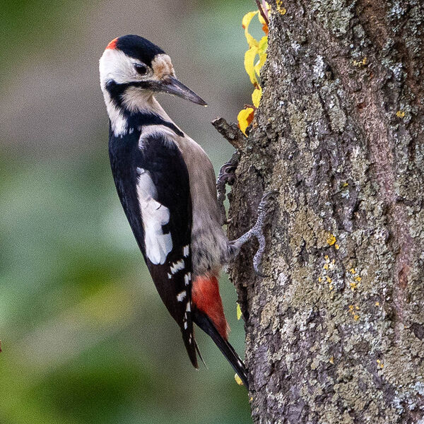 Great spotted woodpecker