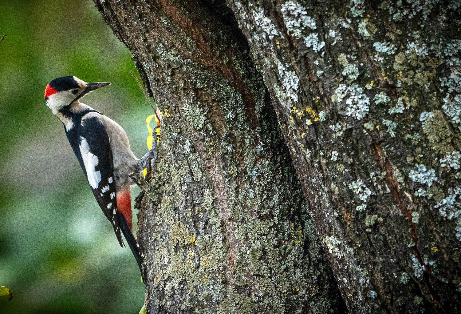 w woodpecker wildlife 1024 2797 jpg