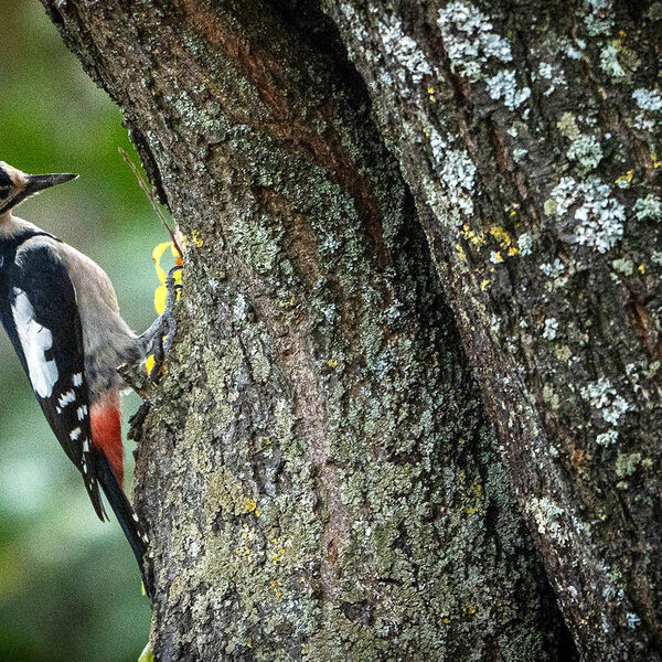 w woodpecker wildlife 1024 2797 jpg