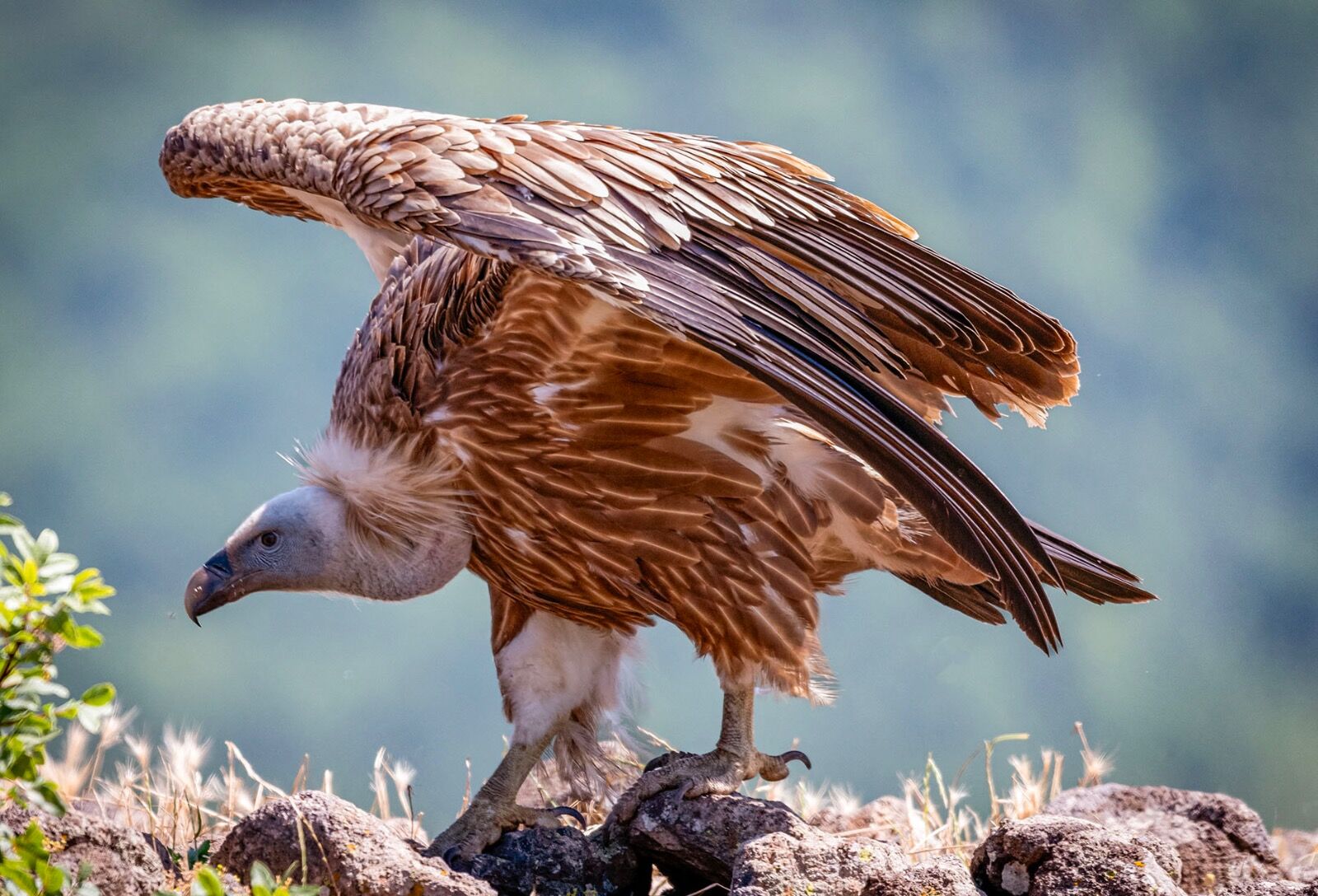 Griffen Vulture
