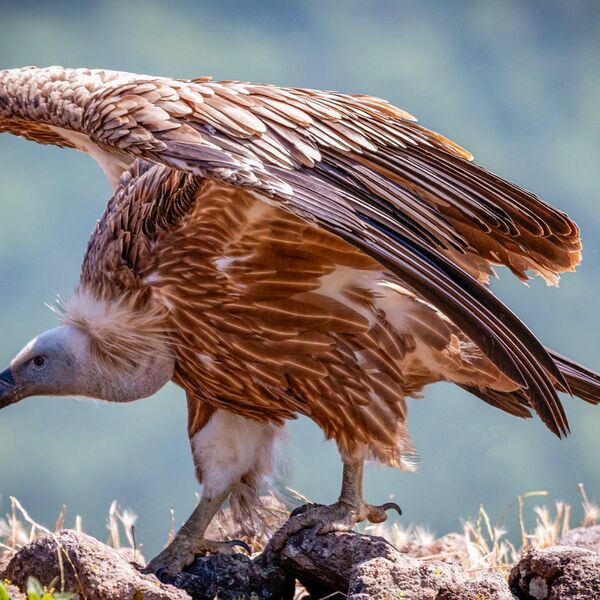 Griffen Vulture