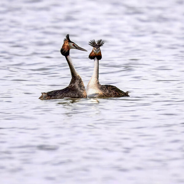 Crested grebes breeding