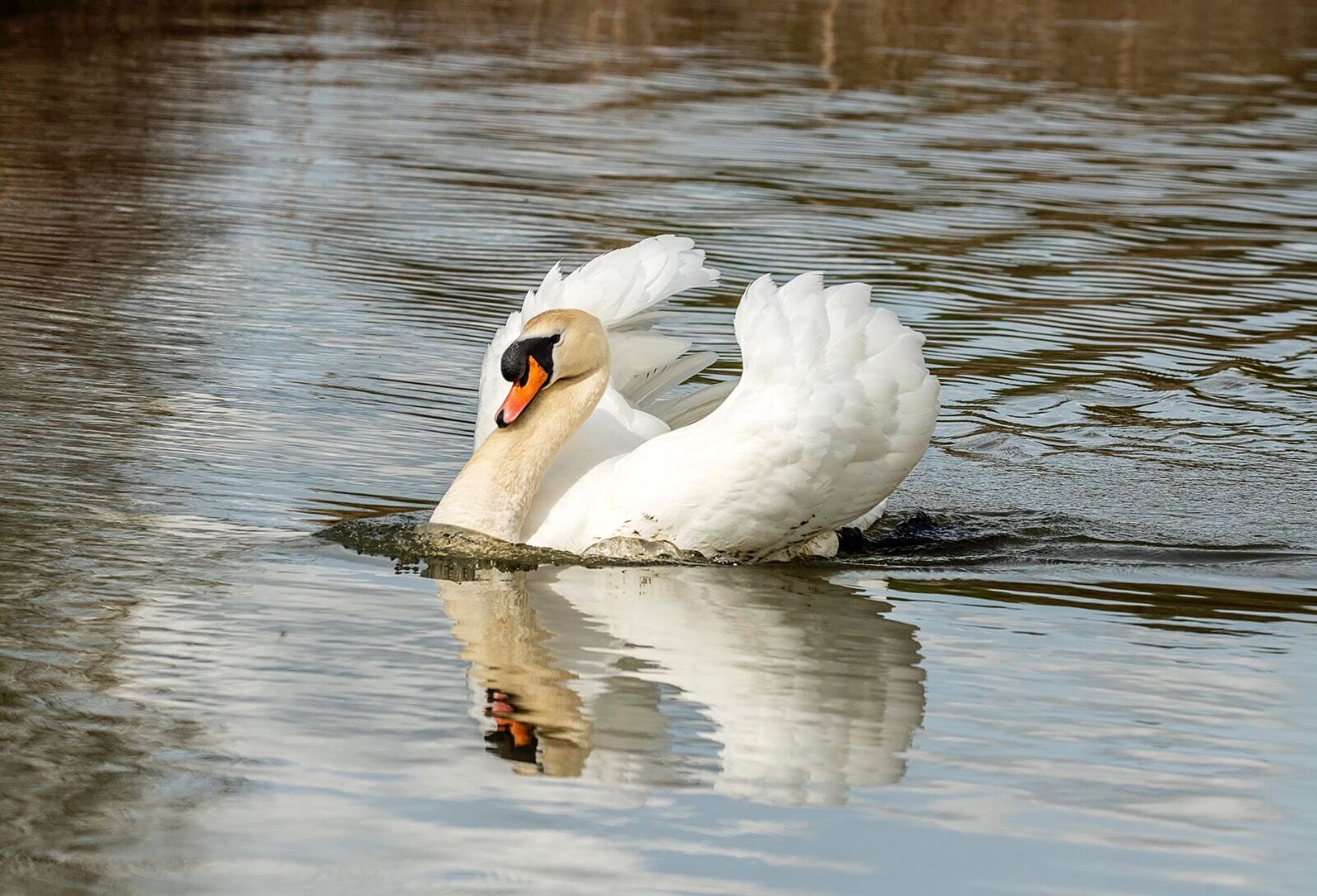 Swan reflection