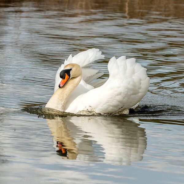 Swan reflection
