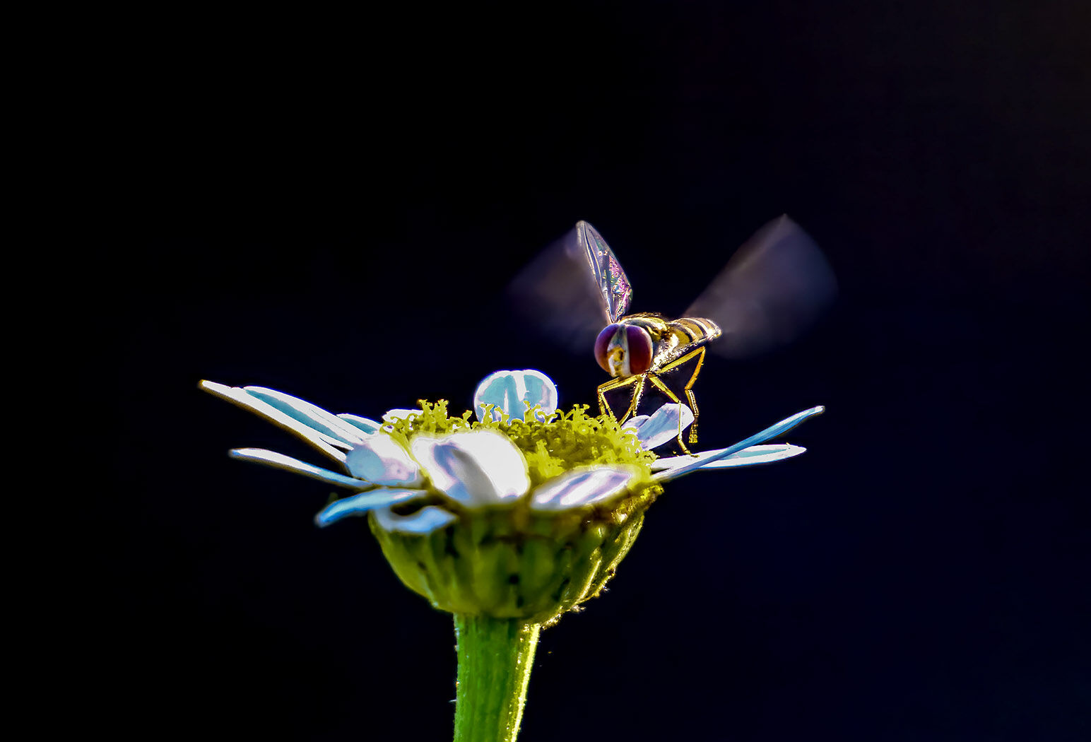Hoverfly 8526-t