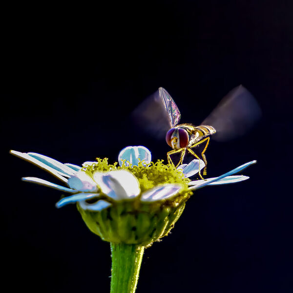 Hoverfly 8526-t
